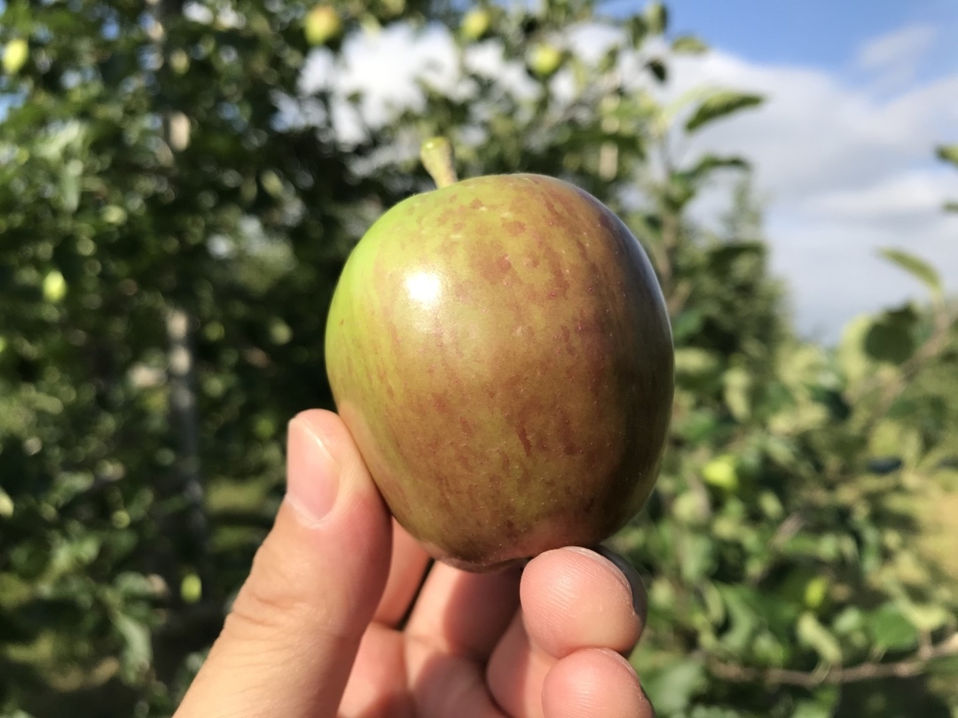 20200807_apple.tekika.jpg