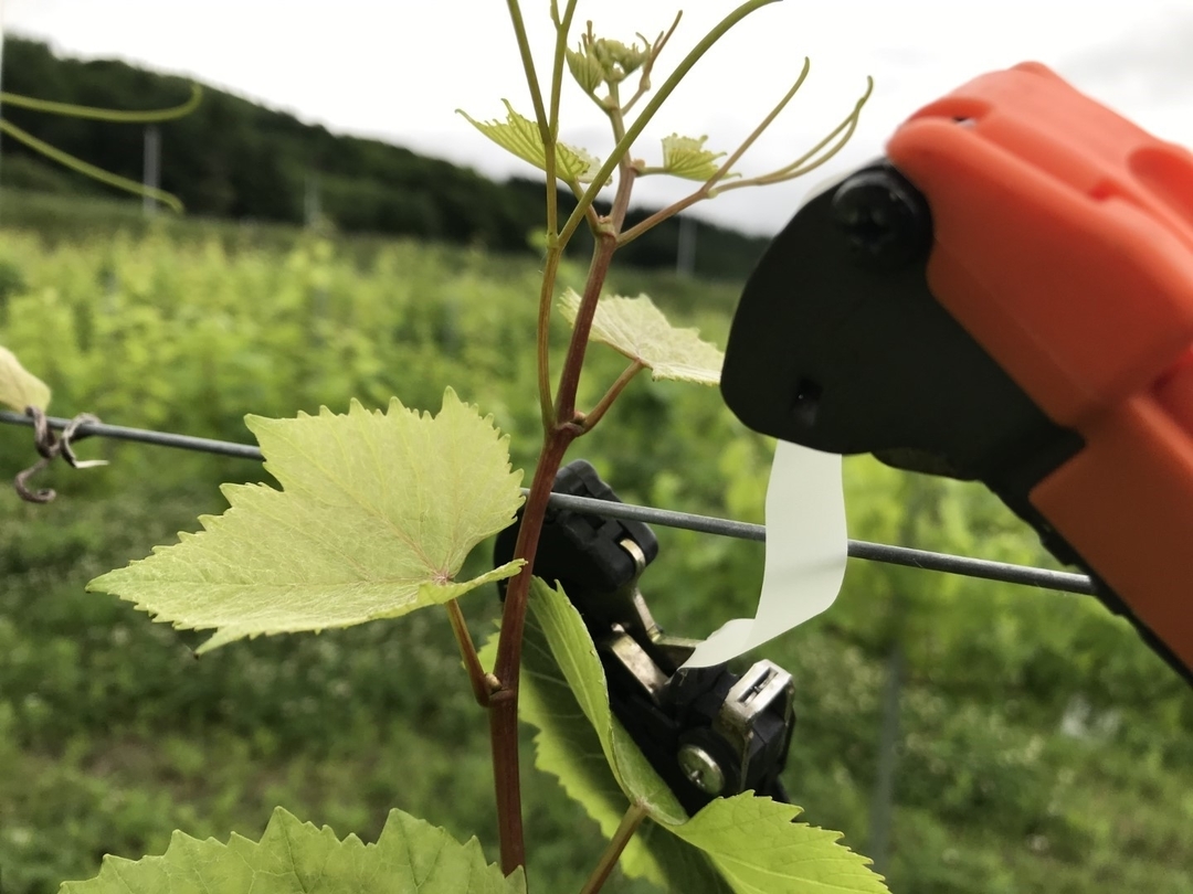 20200807_grape.yuin.jpg