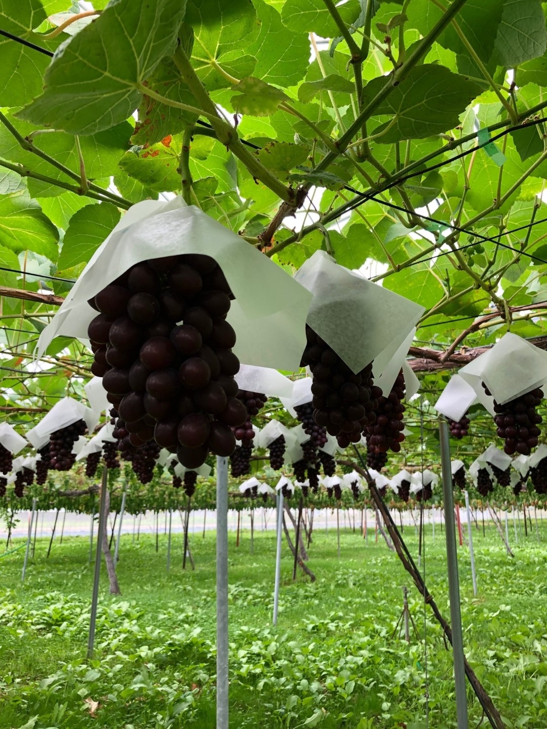 grape2_20200807.jpeg