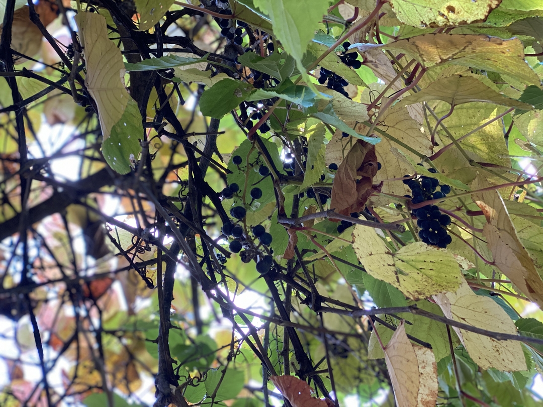 20201104_sm_nakajima18.JPG