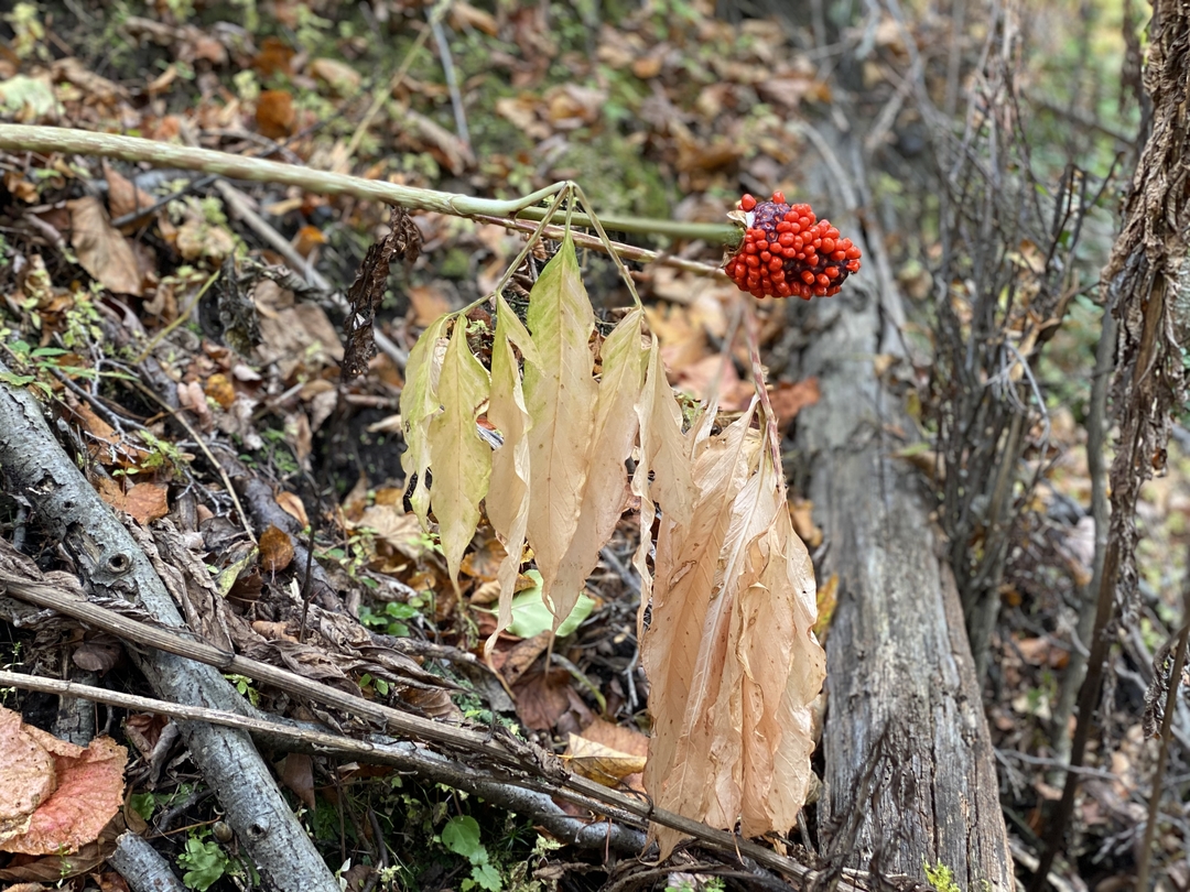 20201104_sm_nakajima19.JPG