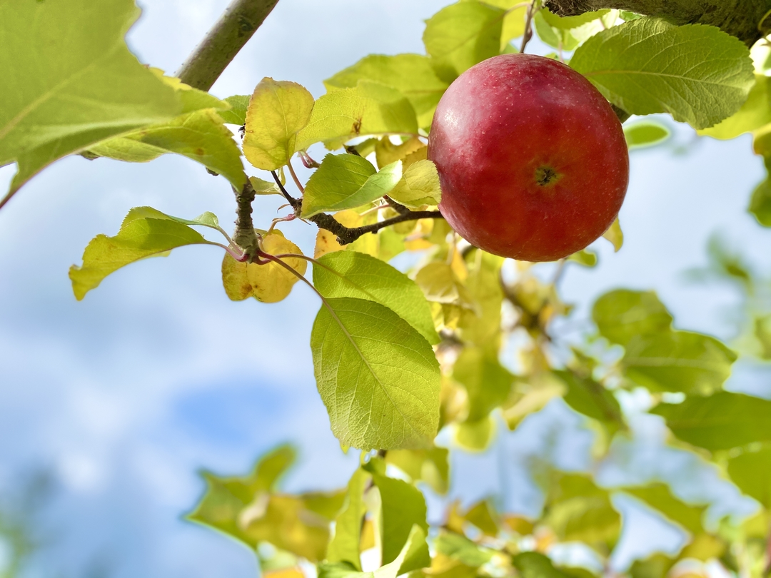 20201112_sm_ringo1.JPG