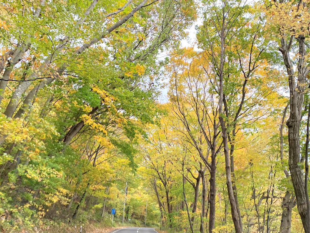 20201204_sm_kouyou10.JPG