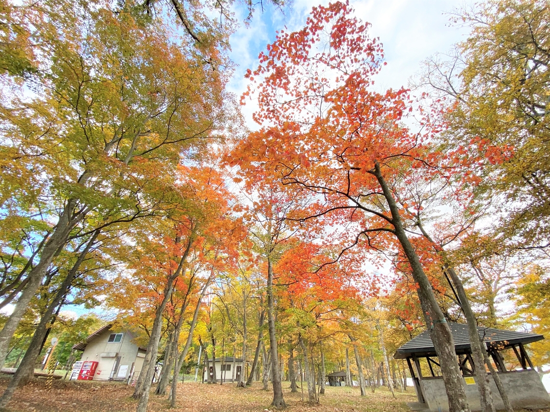20201204_sm_kouyou11.jpeg