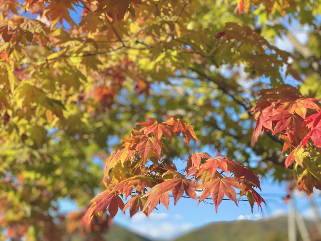 20201204_sm_kouyou12.JPG