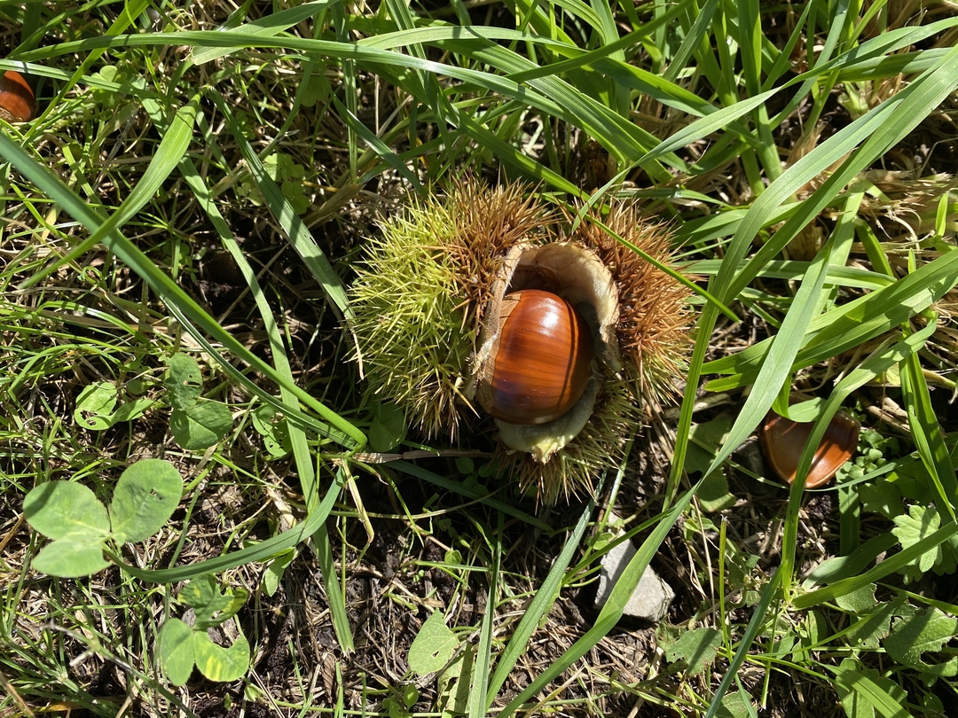 20201204_sm_kouyou14.JPG