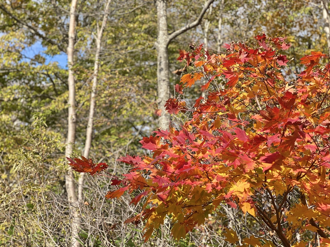 20201204_sm_kouyou2.JPG