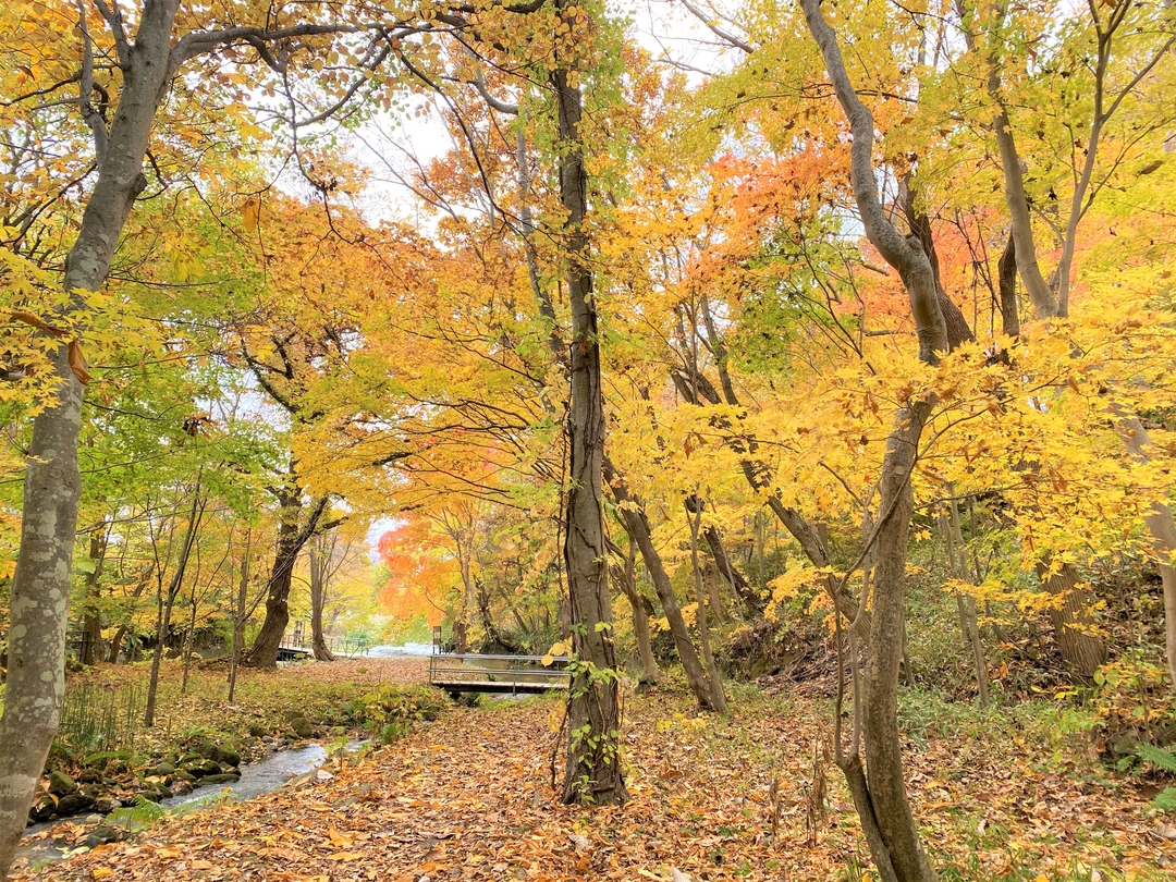 20201204_sm_kouyou7.JPG