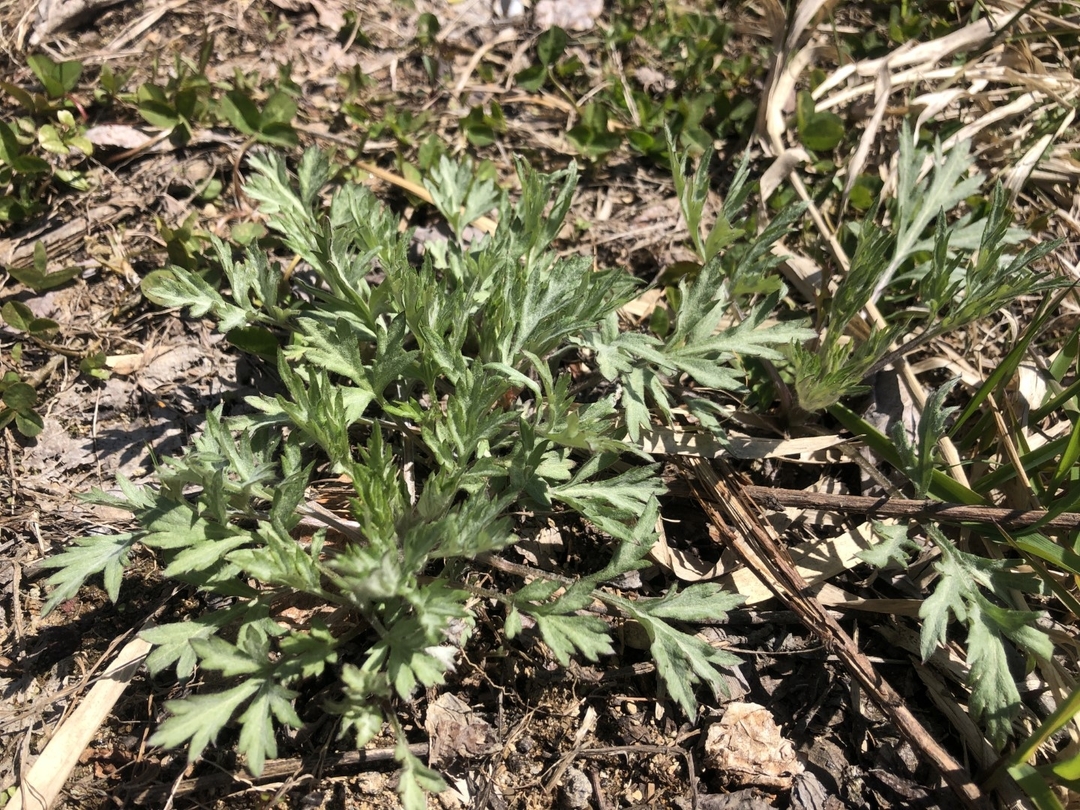 20210521_NA_Spring4.JPG