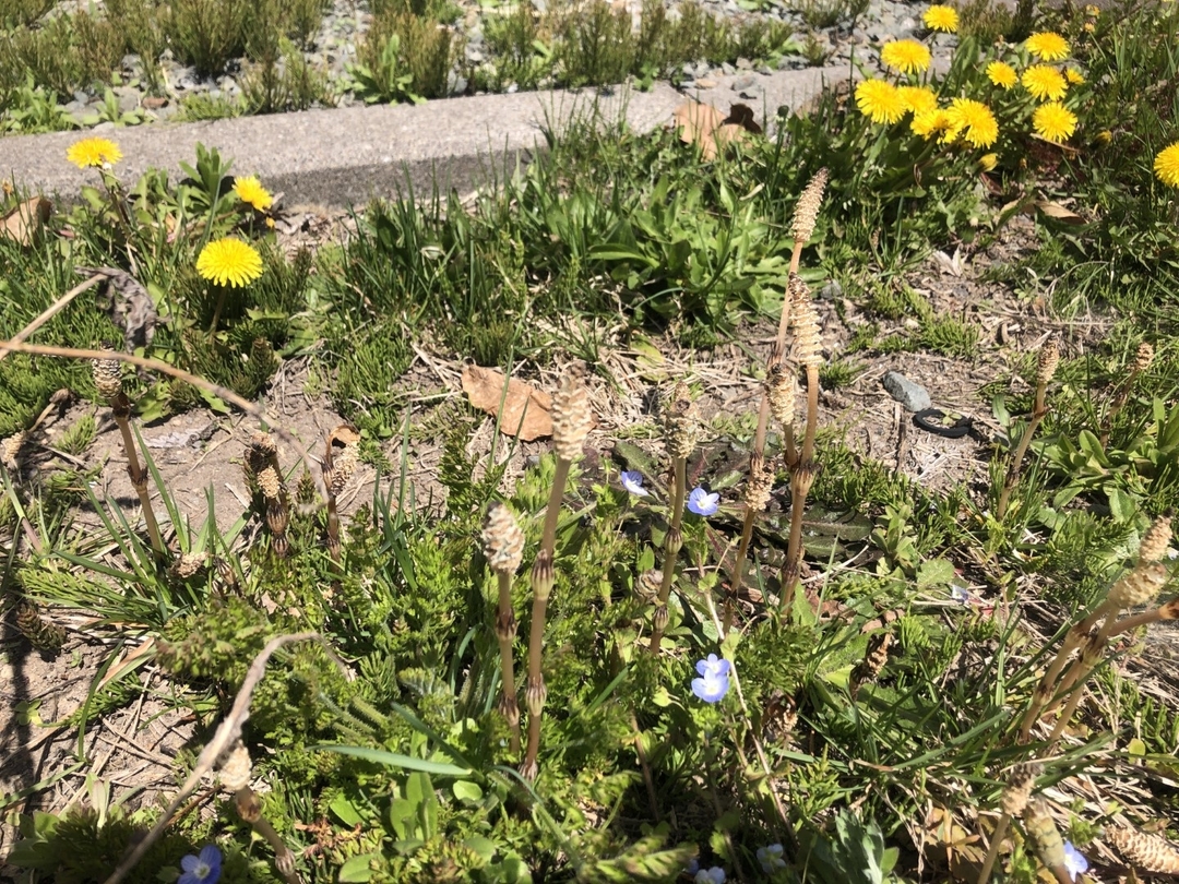 20210521_NA_Spring7.JPG