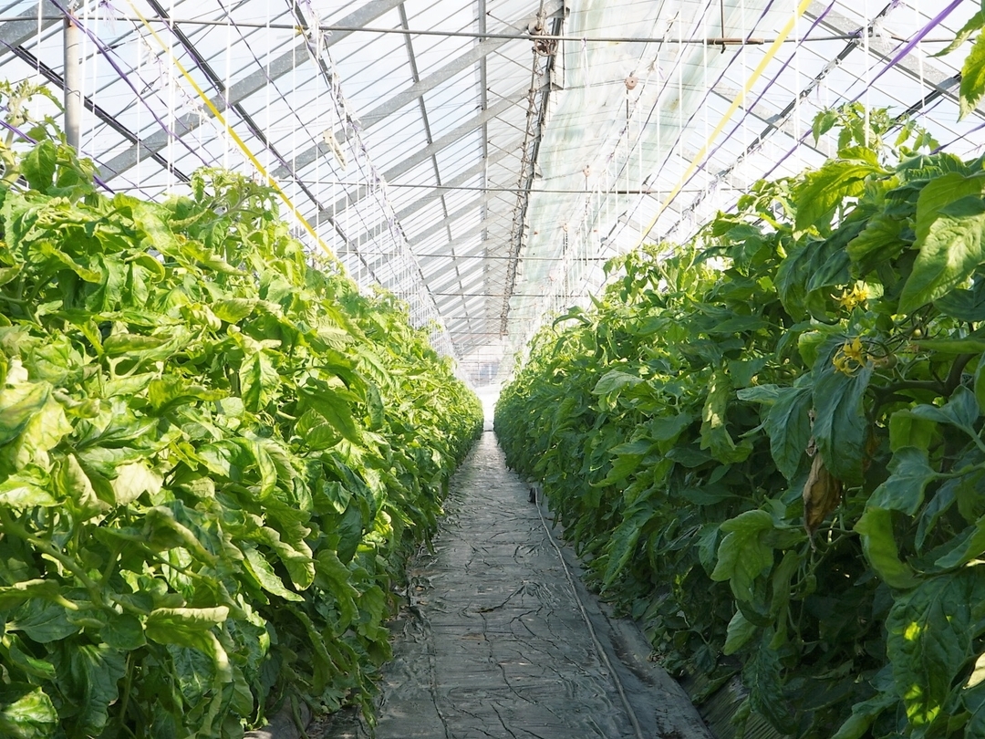 20220228_ir_orofuretomato_03_inside.JPG