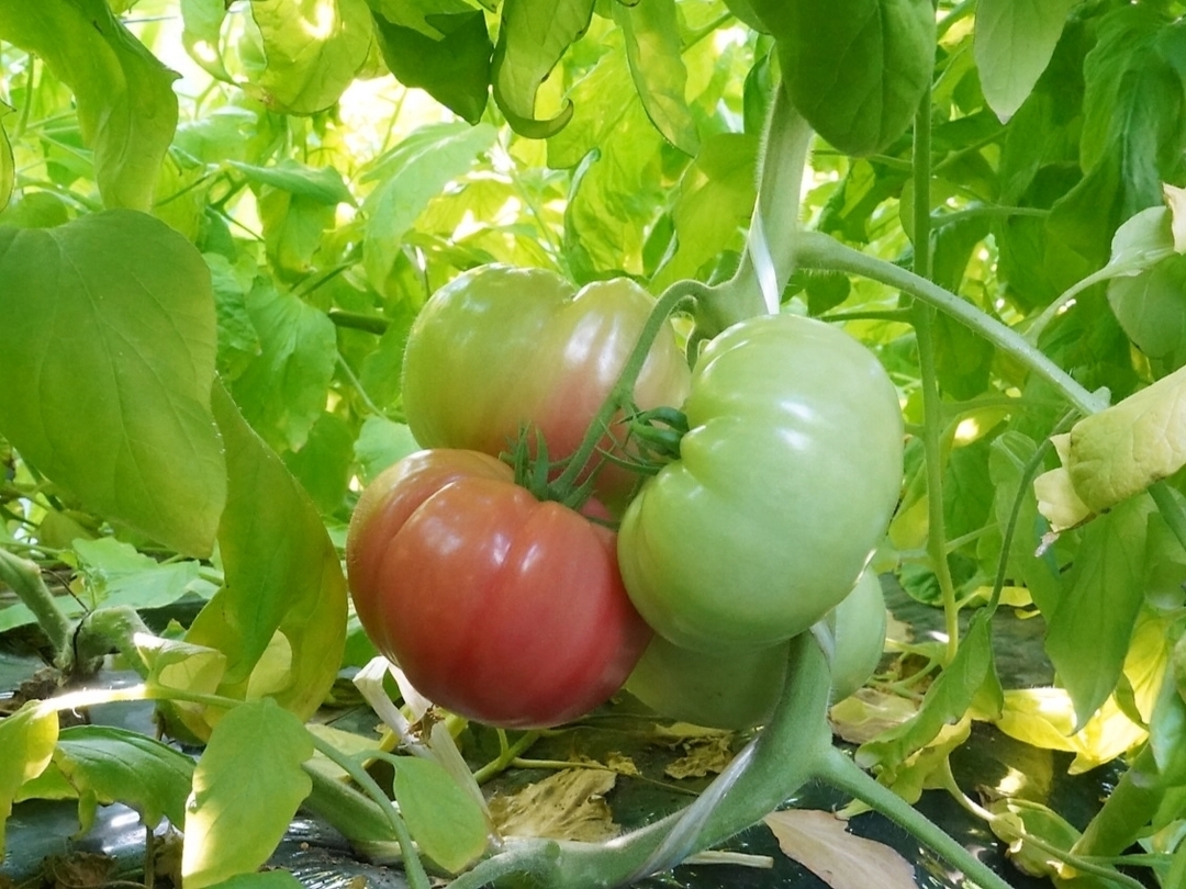 20220228_ir_orofuretomato_05_tomato.JPG