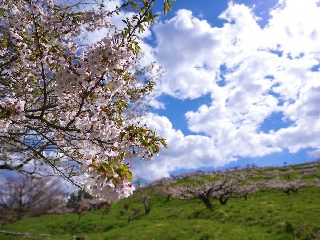 20220520_ir_ijuseikatsu_02_sakura.jpg
