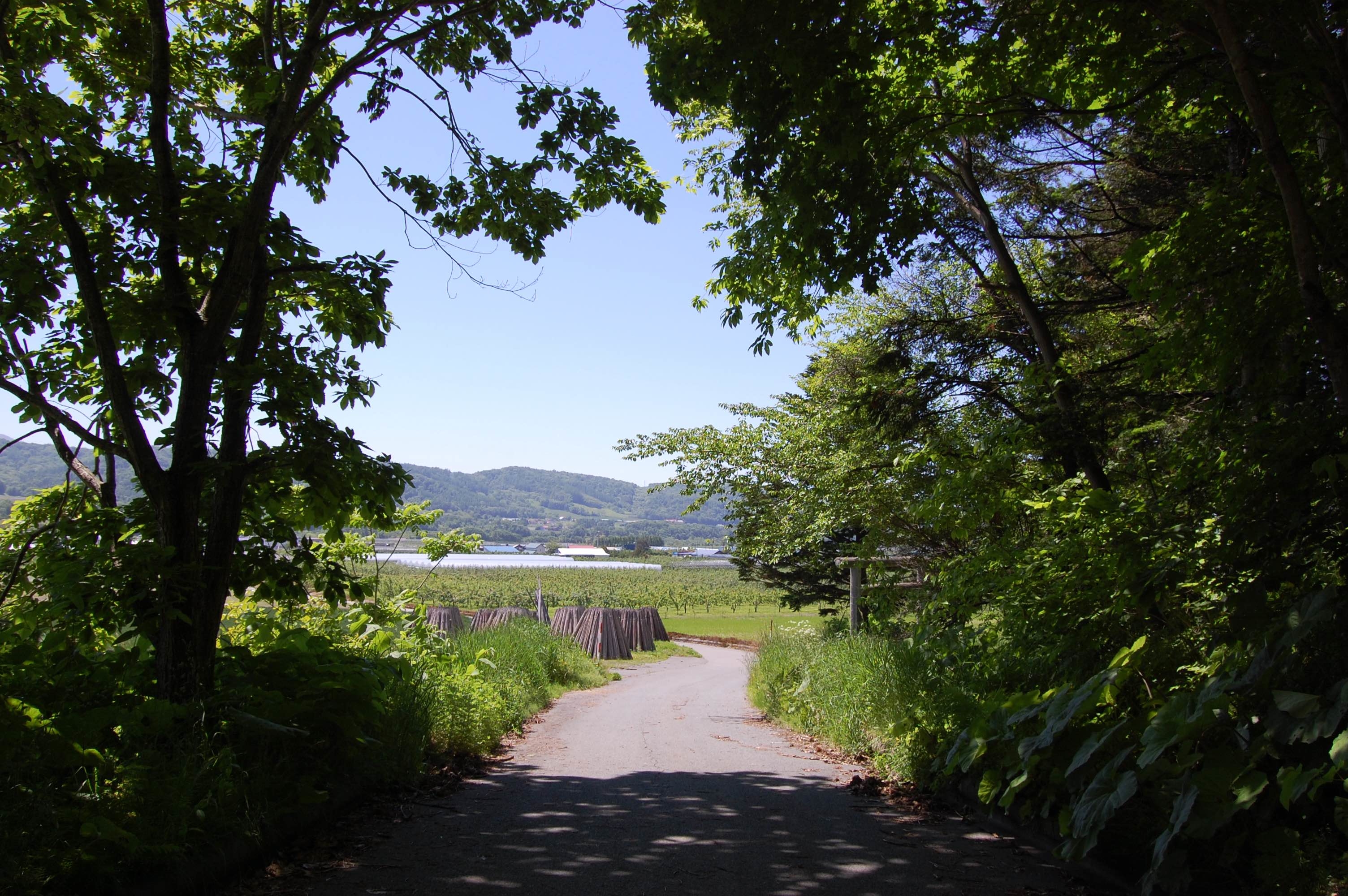 2017.6.22.footpath.19.jpg