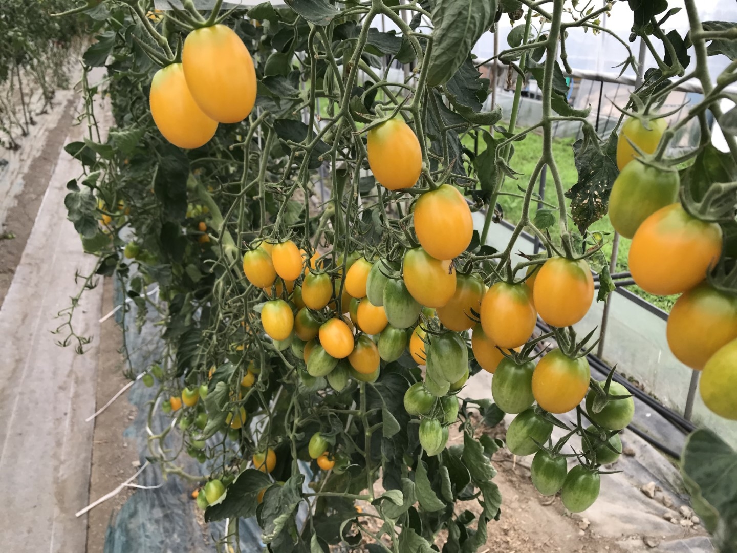2020.09.10.tomato.jpg
