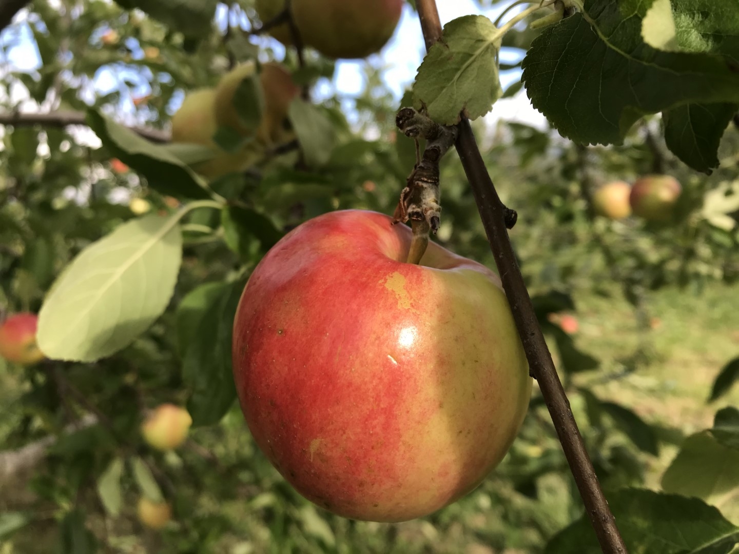 20200910.apple.jpg