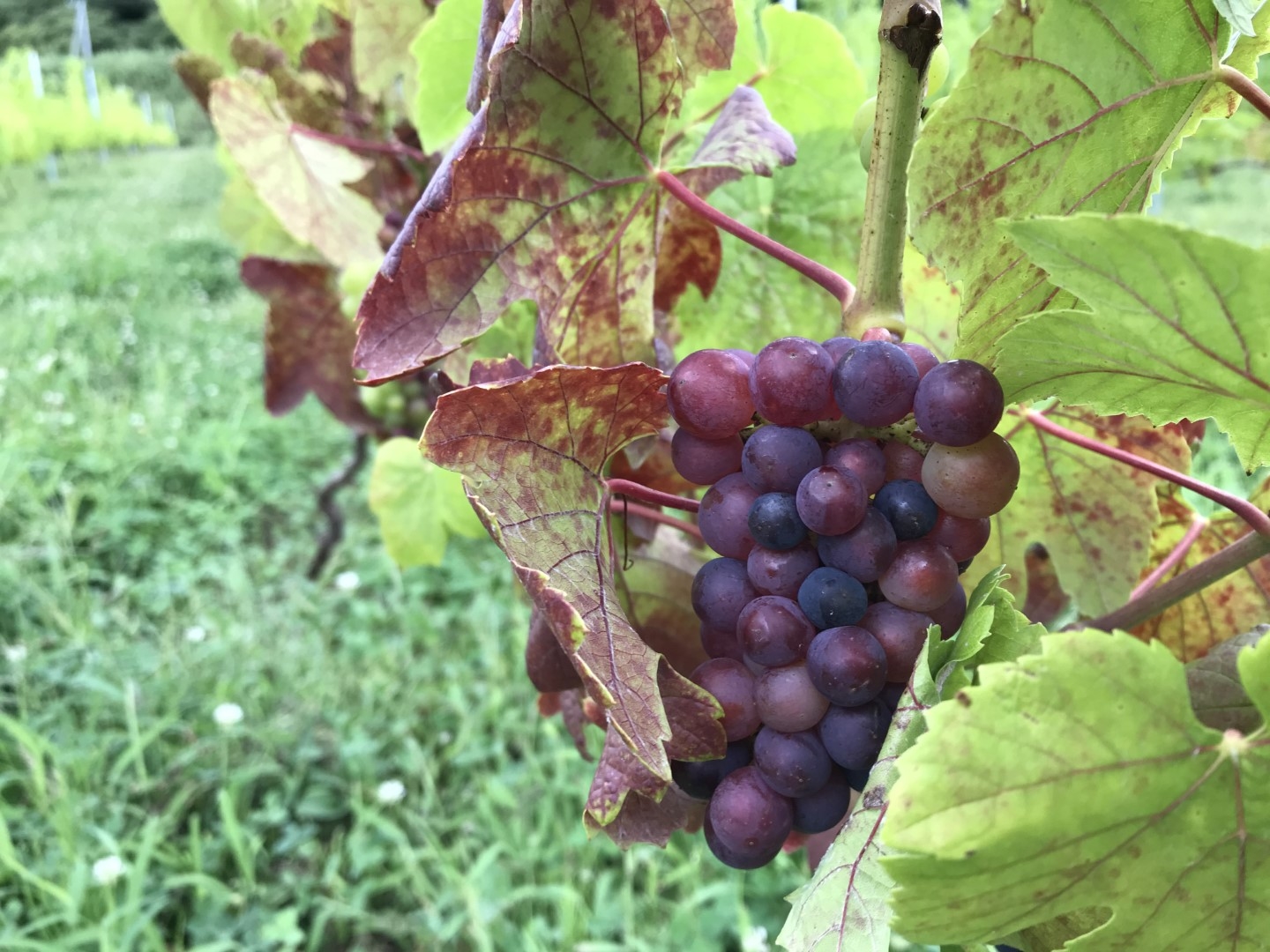 20200910.grape.jpg