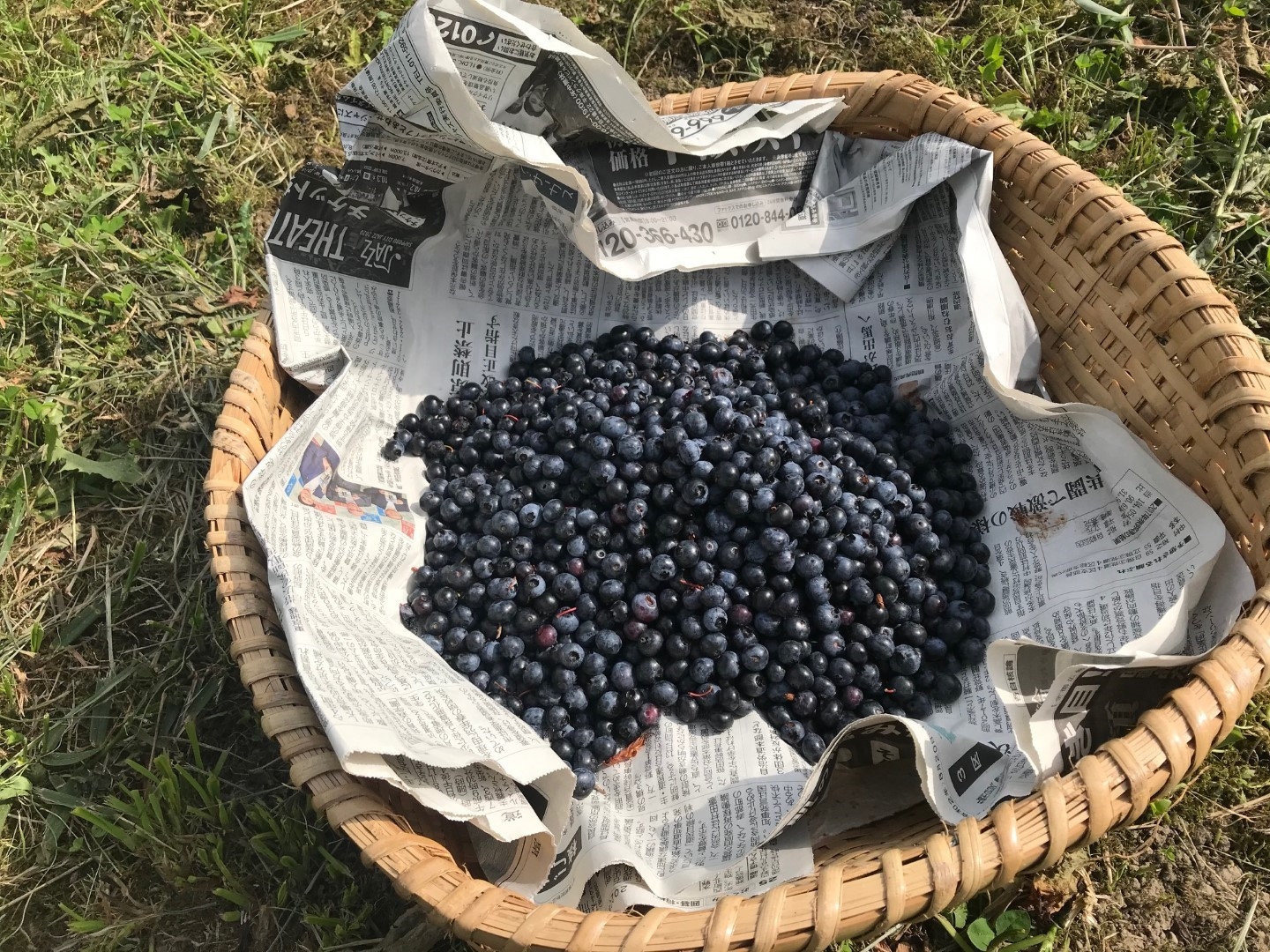 20200917_ks_blueberry.jpg
