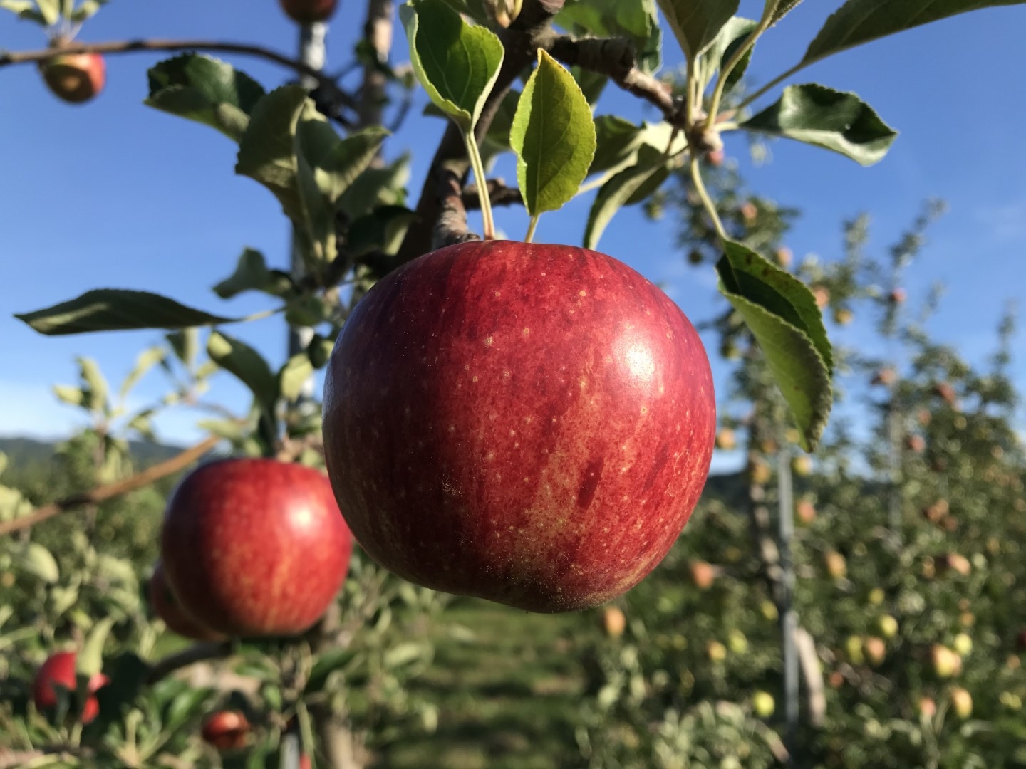 20201009_ks_apple.jpg