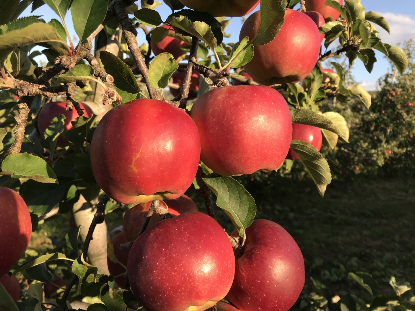 20201030_ks_Apple.jpg