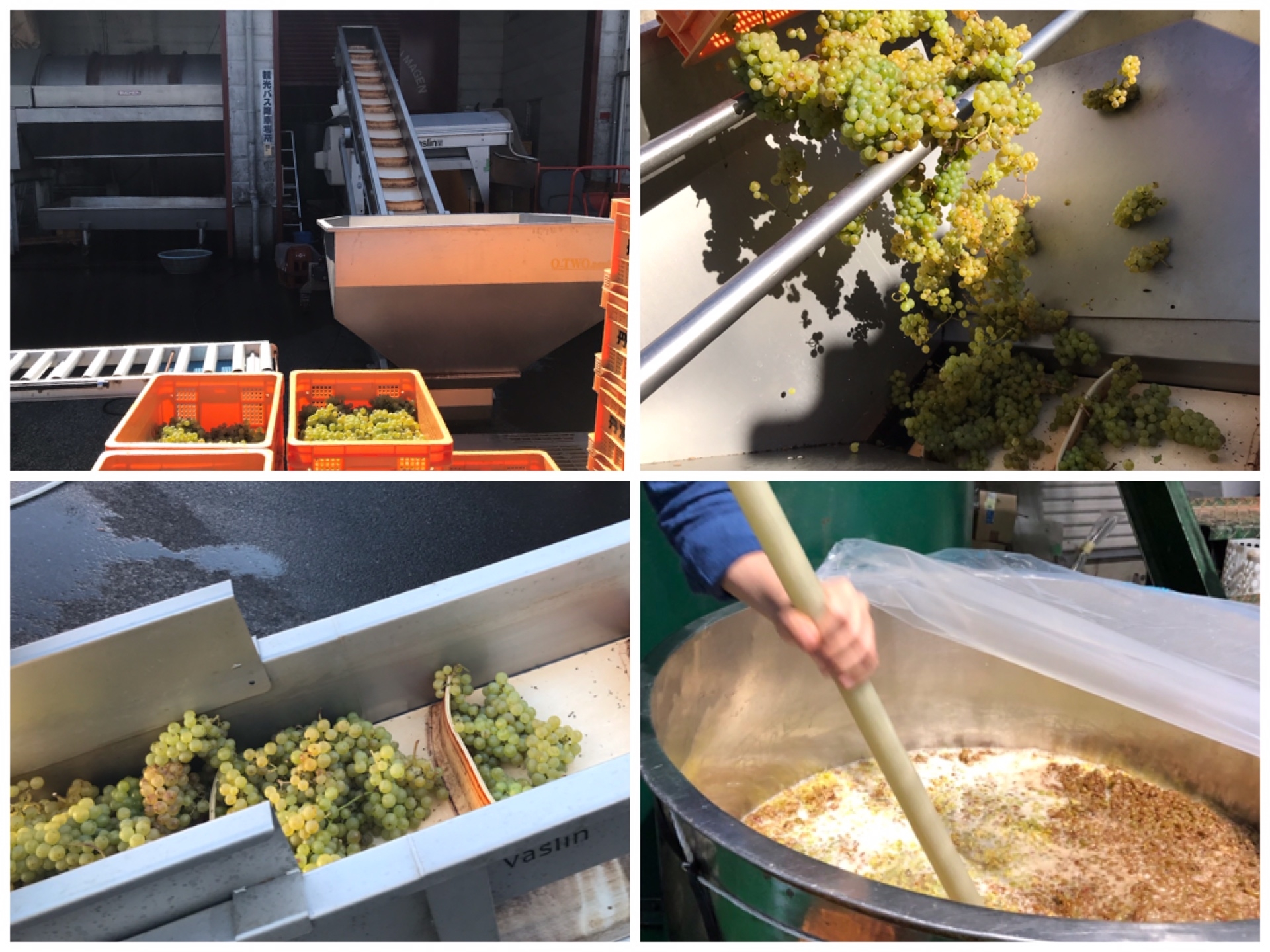 20201110_ks_pinotblanc_brewing.JPG