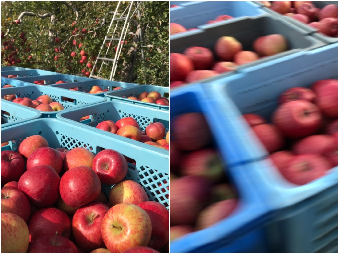 20201208_ks_apple.JPG