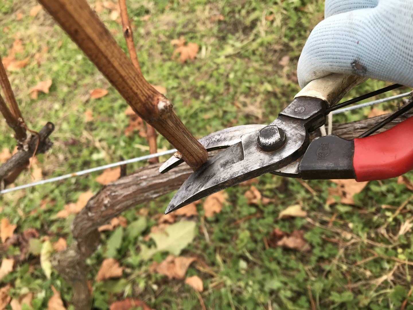 20201208_ks_scissors.jpg
