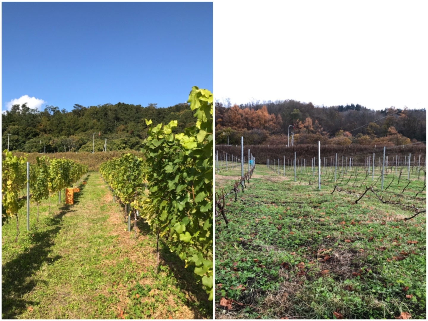 20201208_ks_vineyard.JPG