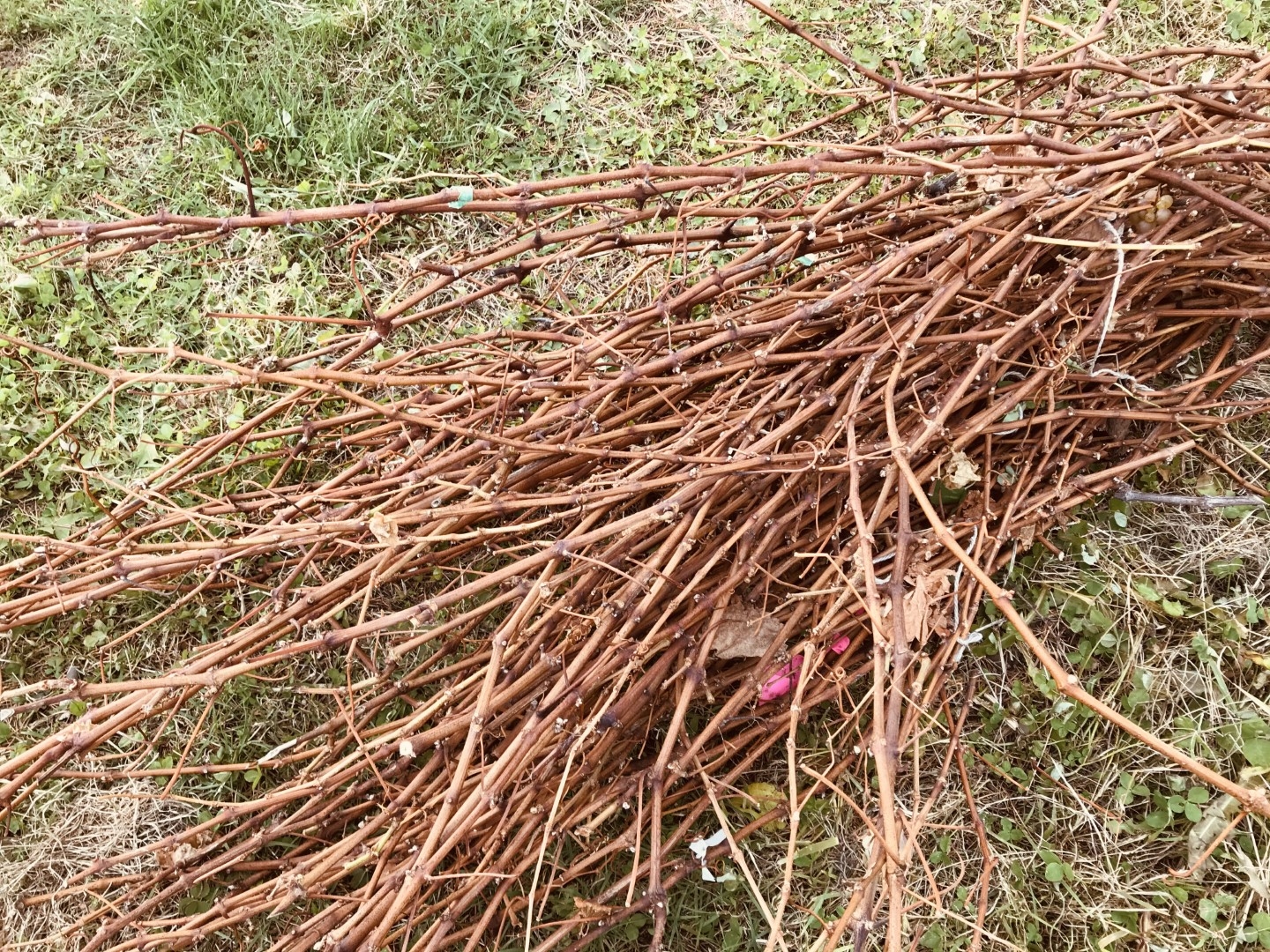 20201225_ks_vine.jpg