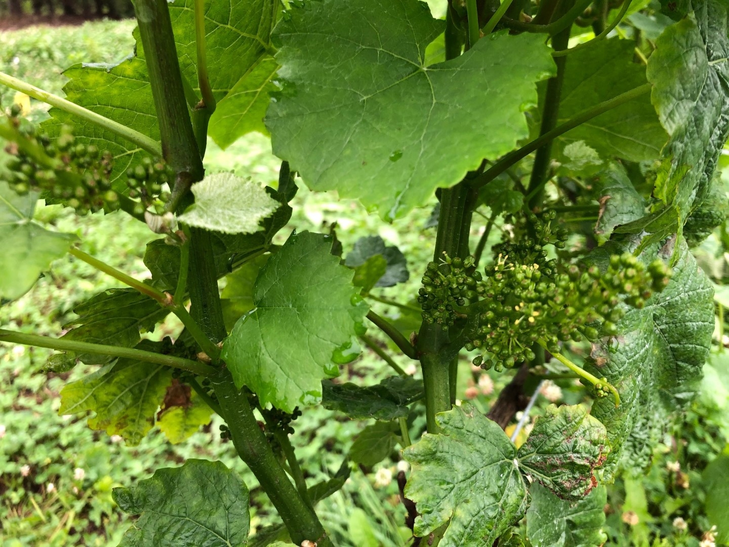 2021.07.13farm3.jpeg