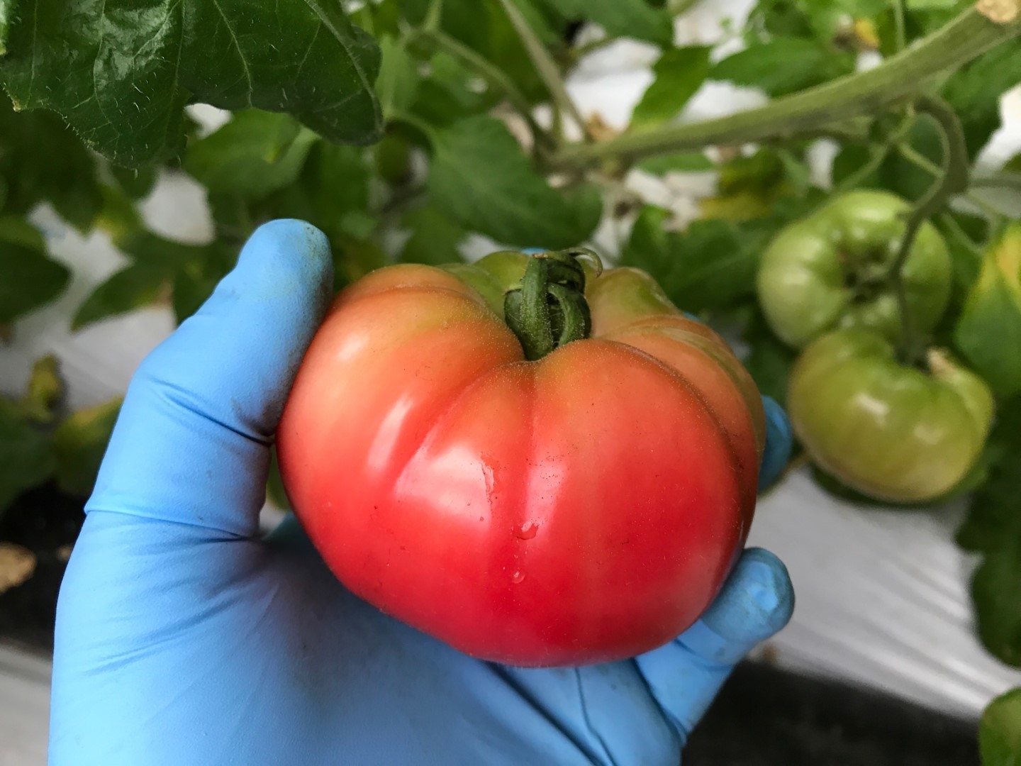20210305_ks_tomato.JPG