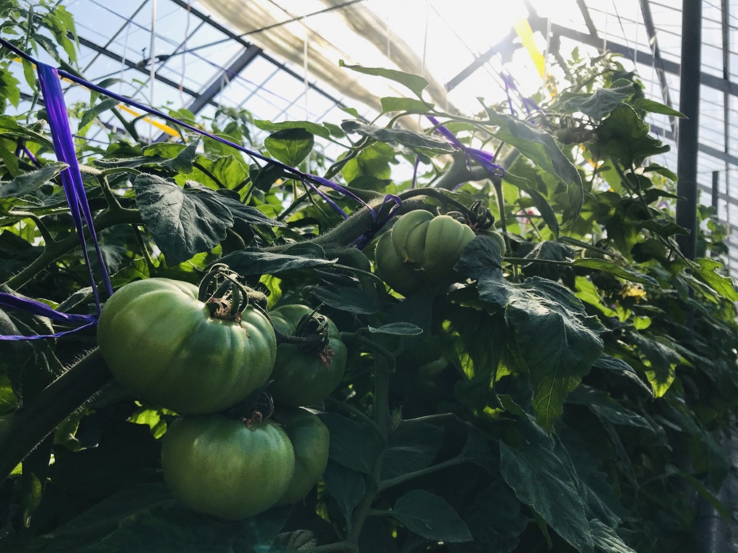 20210405_ks_bluetomato.jpg