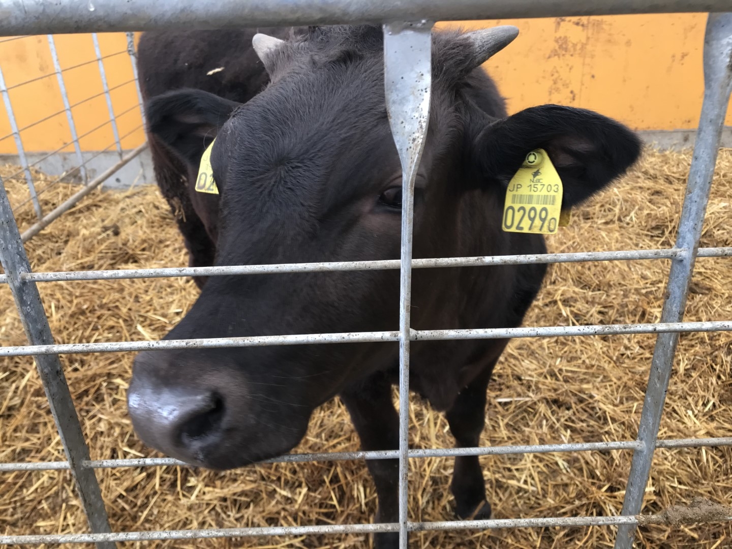 20210405_ks_cow.jpg