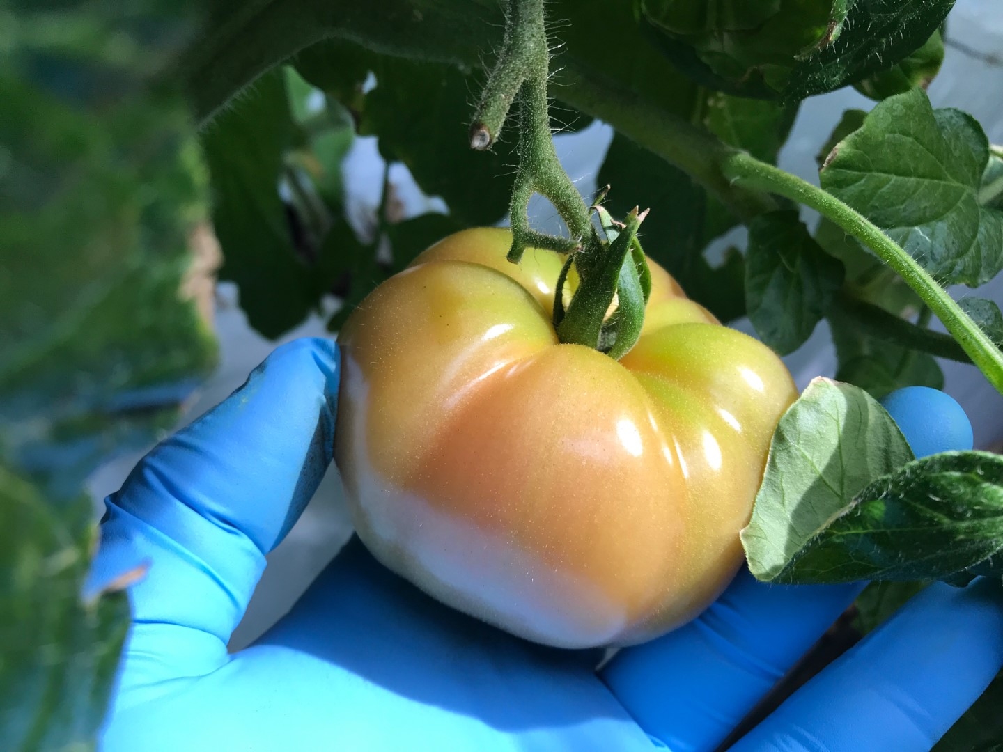 20210405_ks_tomato.JPG