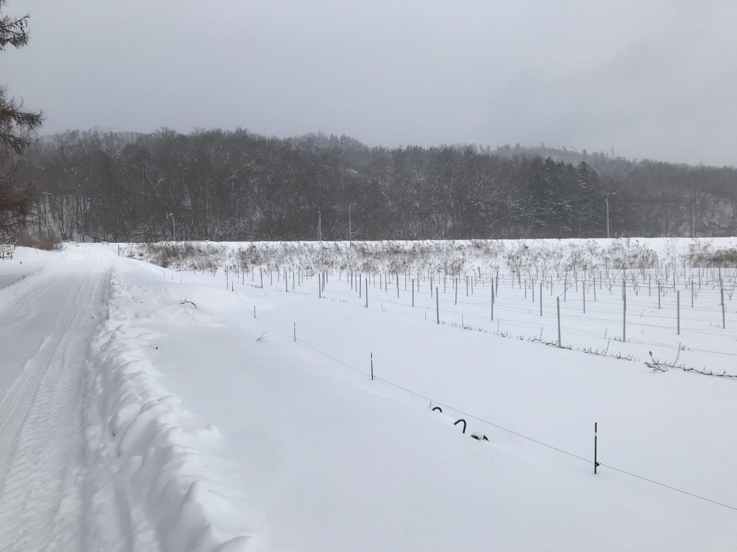 20210513_ks_winter.jpg