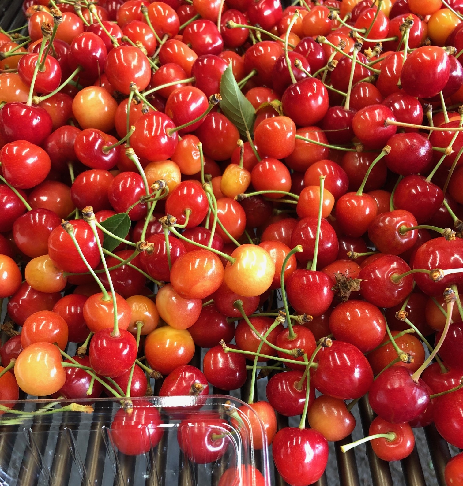 20210621_sy_cherry.jpeg