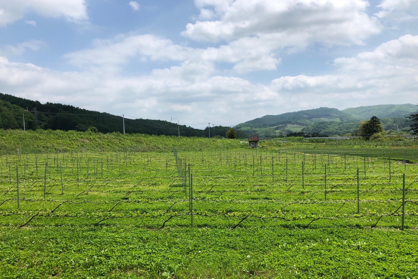 20210621_sy_farm.jpeg.jpg