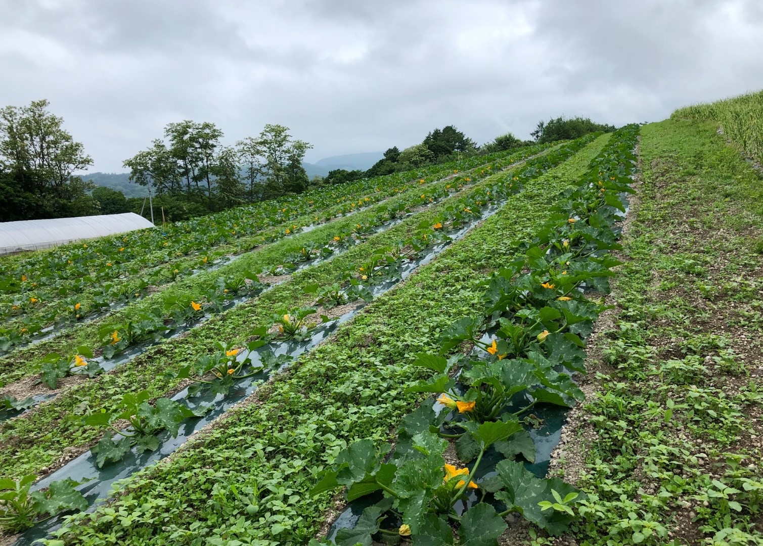 20210621_sy_zfarm.jpeg