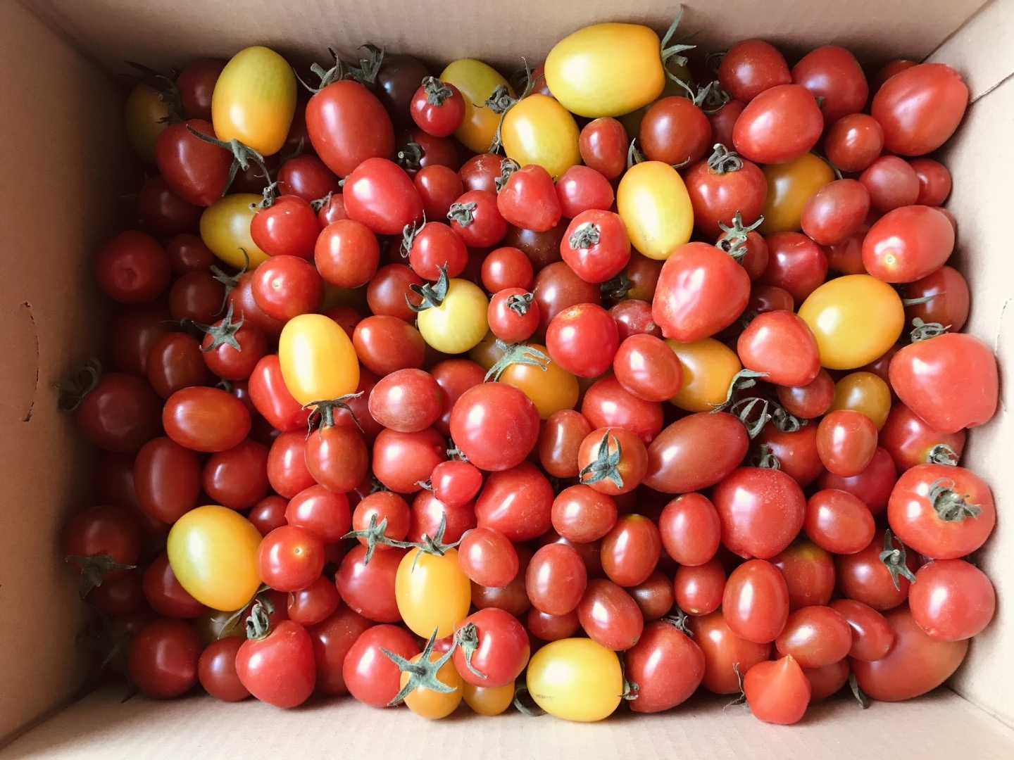 20210831_ks_tomato.jpg