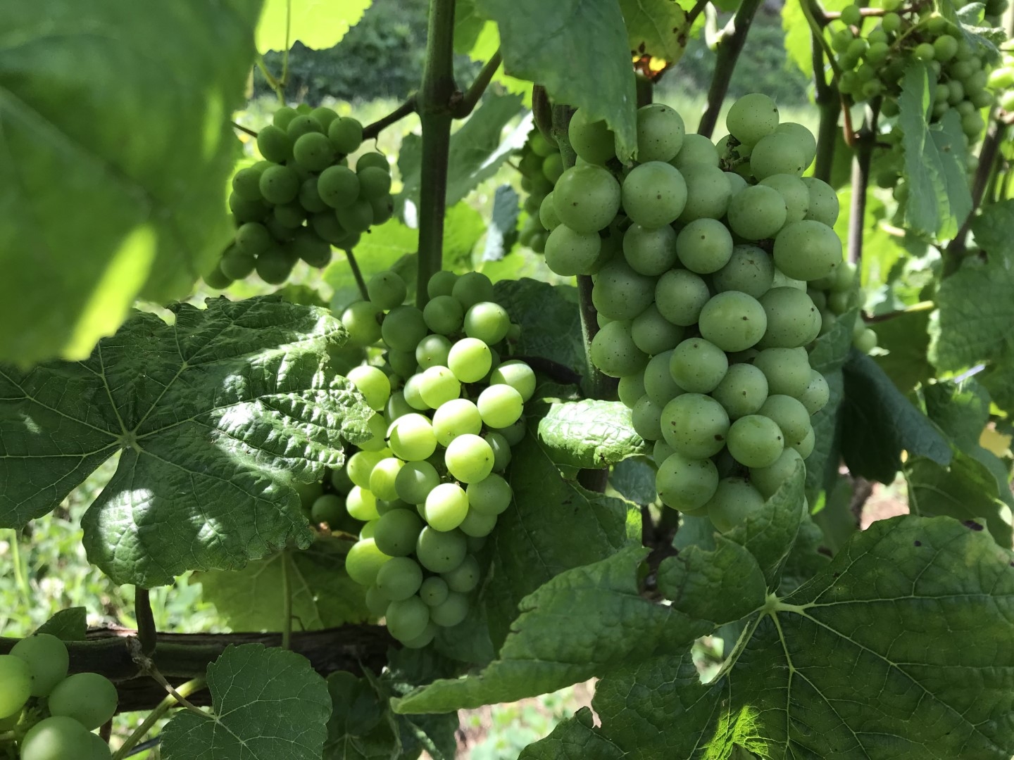 20210910_ks_pinotblanc.jpg