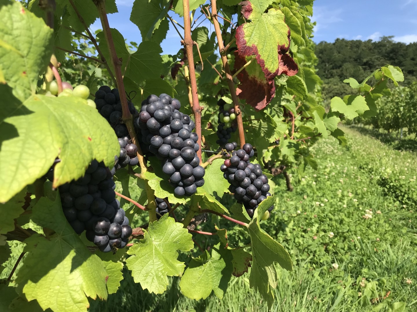 20210910_ks_pinotnoir.jpg
