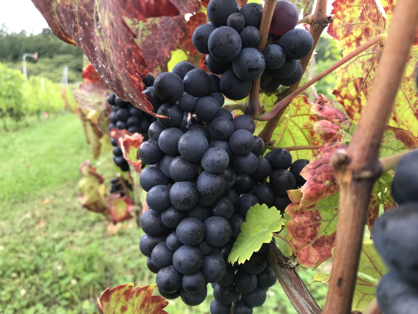 20211008_ks_grape.jpg