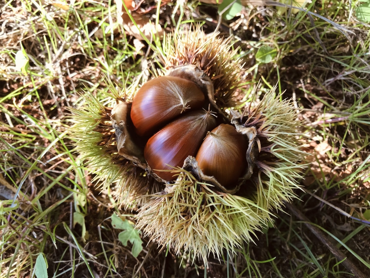 20211029_ks_kuri1.jpg