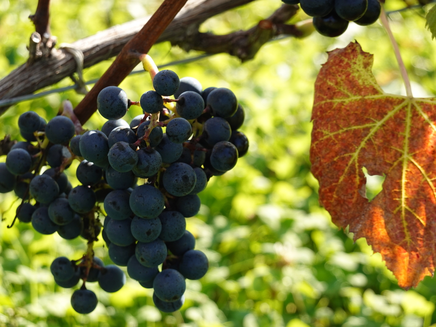 20211110_ks_grape.JPG
