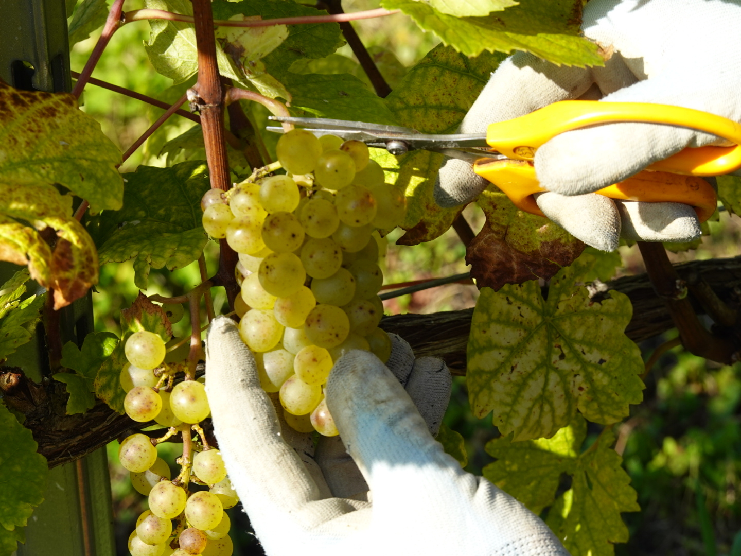 20211110_ks_grape2.JPG