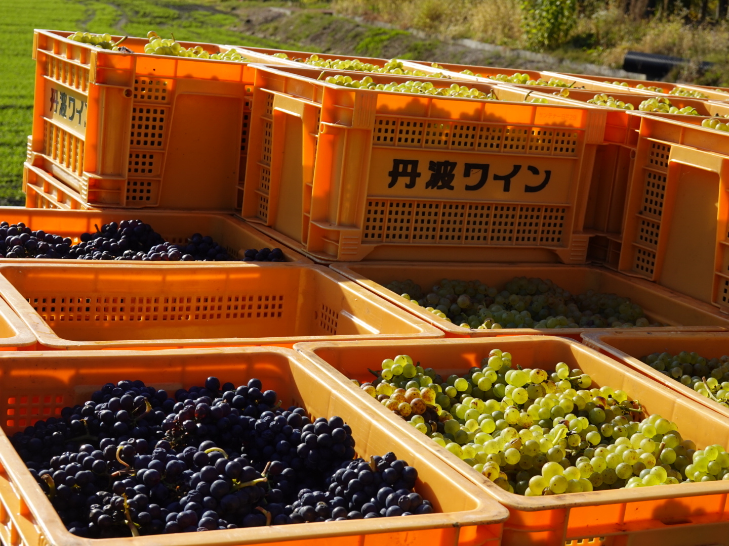20211110_ks_grape3.JPG