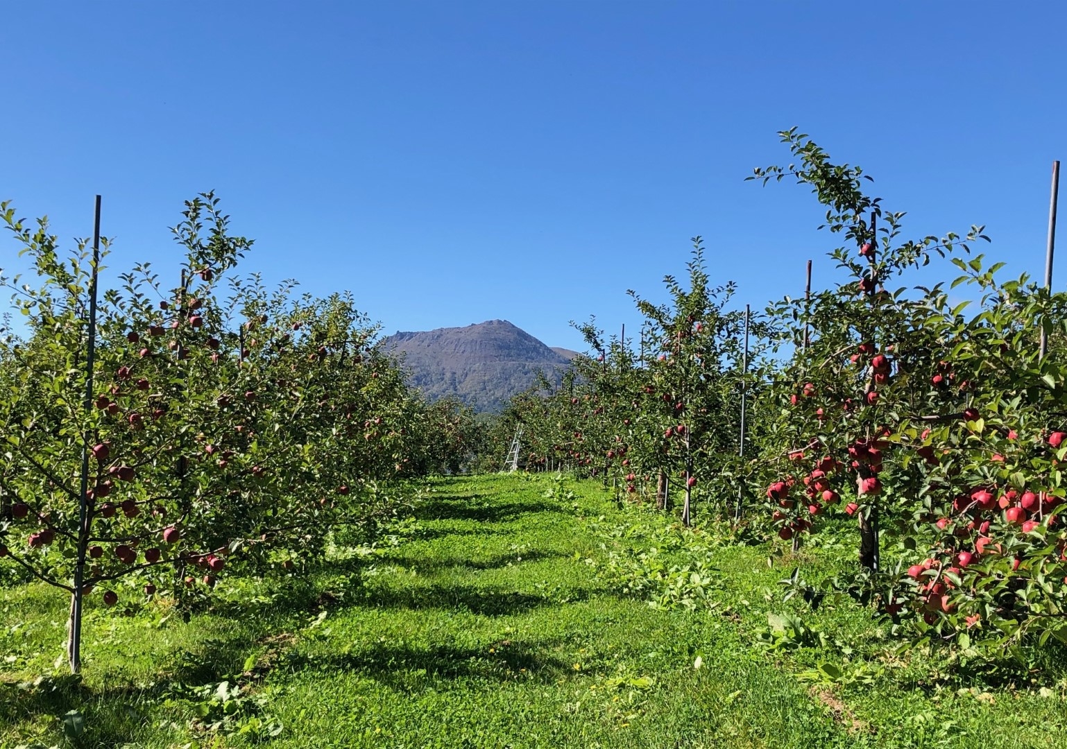 20211111_sy_appletree.jpeg