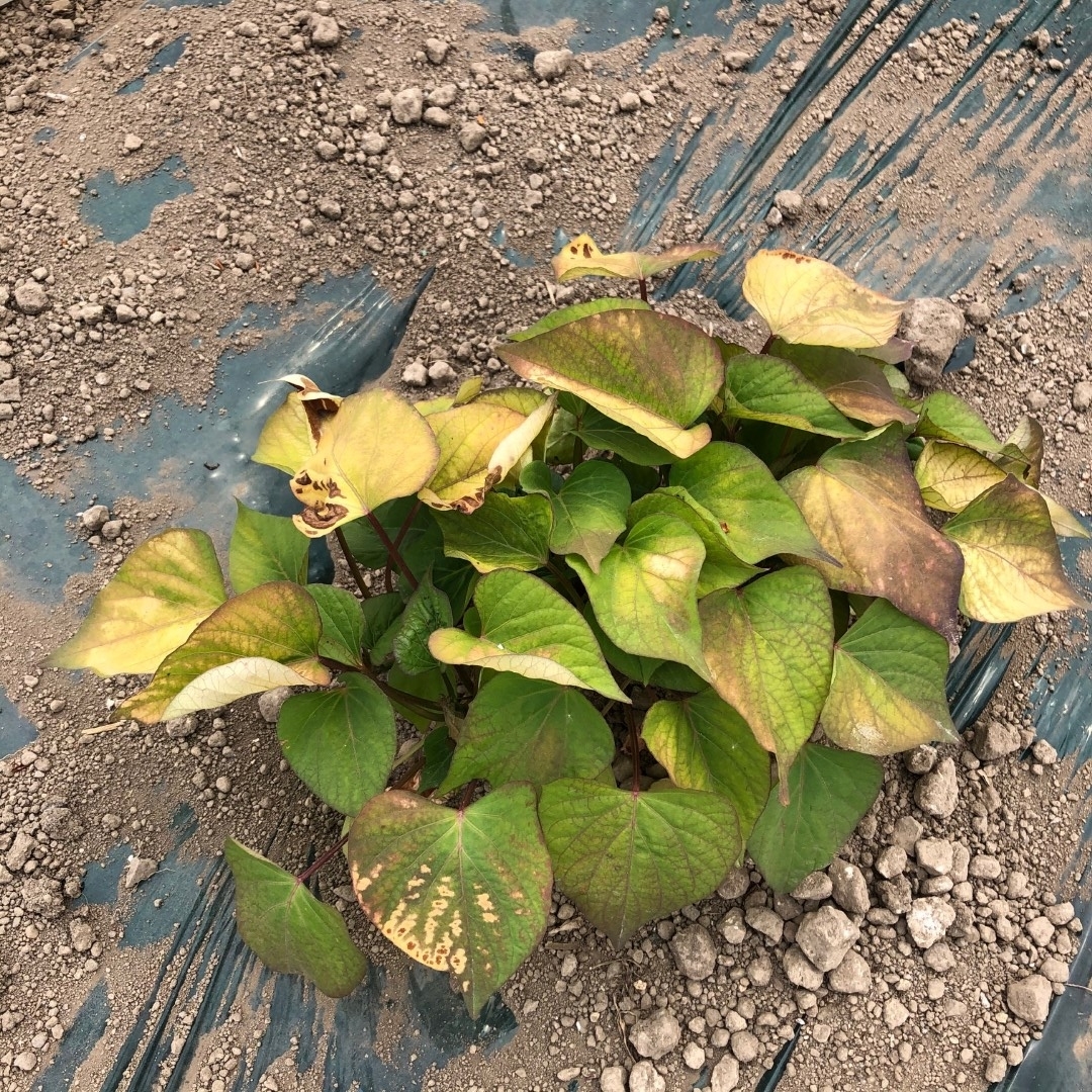 20220602_sy_sp7.jpeg