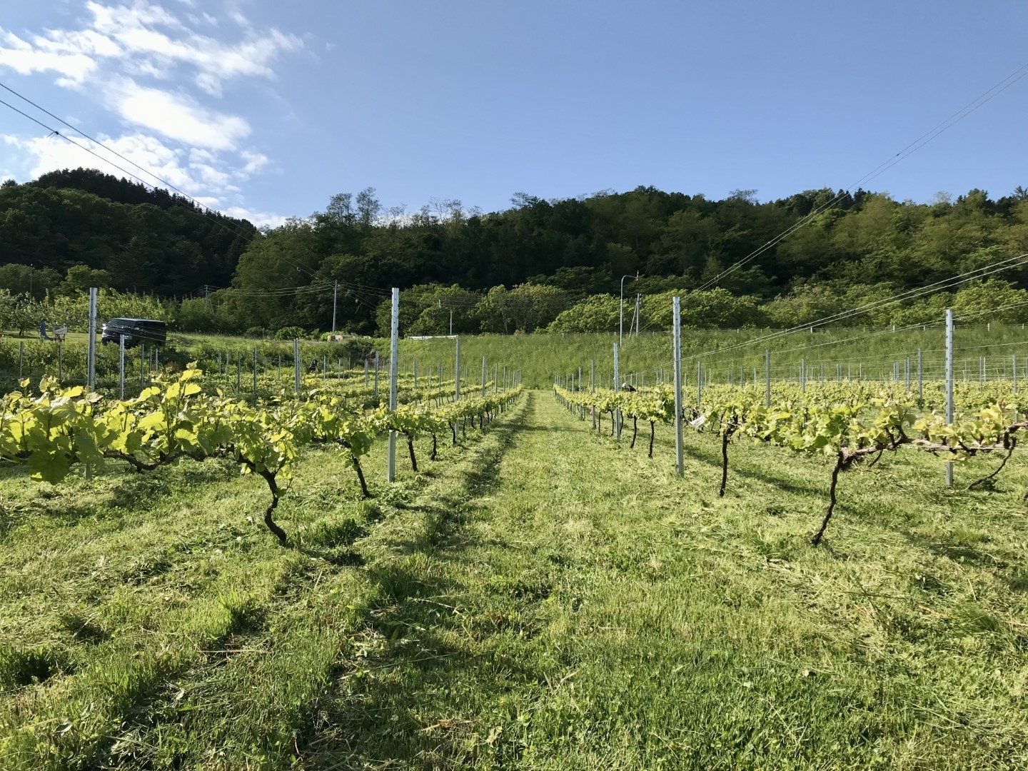 20220630_ks_wine_3.jpg