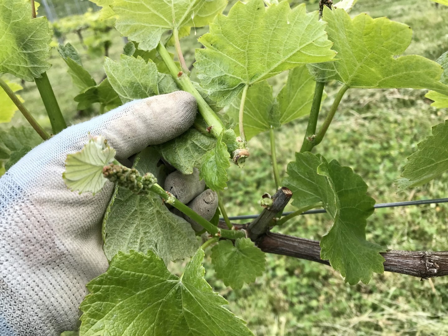 20220630_ks_wine_4.jpg